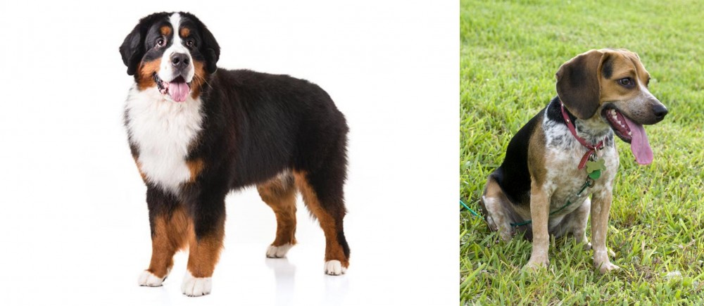 Bluetick Beagle vs Bernese Mountain Dog - Breed Comparison