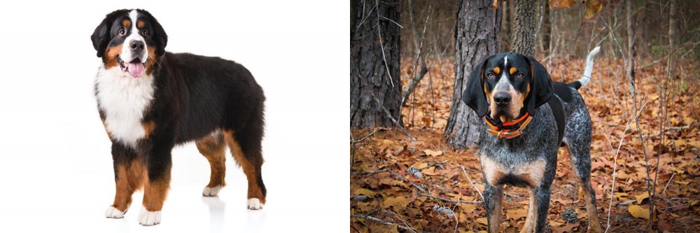 Bluetick Coonhound vs Bernese Mountain Dog - Breed Comparison