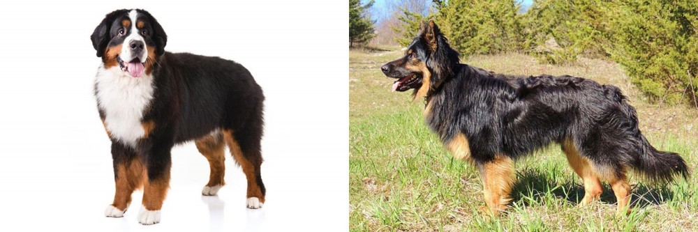 Bohemian Shepherd vs Bernese Mountain Dog - Breed Comparison