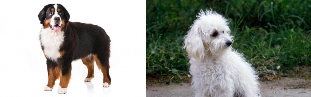 Bolognese vs Bernese Mountain Dog - Breed Comparison