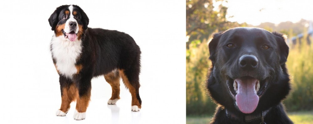Borador vs Bernese Mountain Dog - Breed Comparison