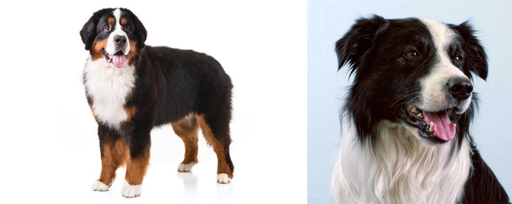 Border Collie vs Bernese Mountain Dog - Breed Comparison