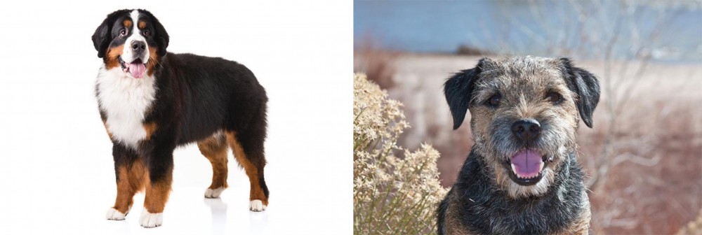 Border Terrier vs Bernese Mountain Dog - Breed Comparison