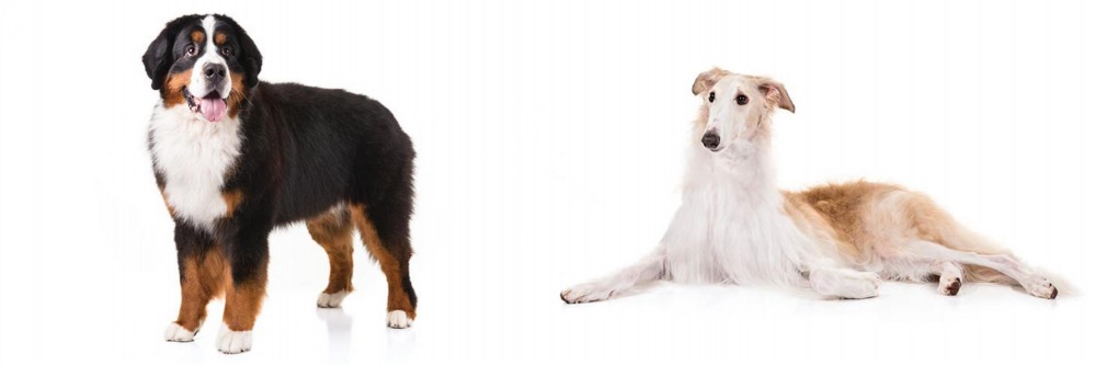 Borzoi vs Bernese Mountain Dog - Breed Comparison