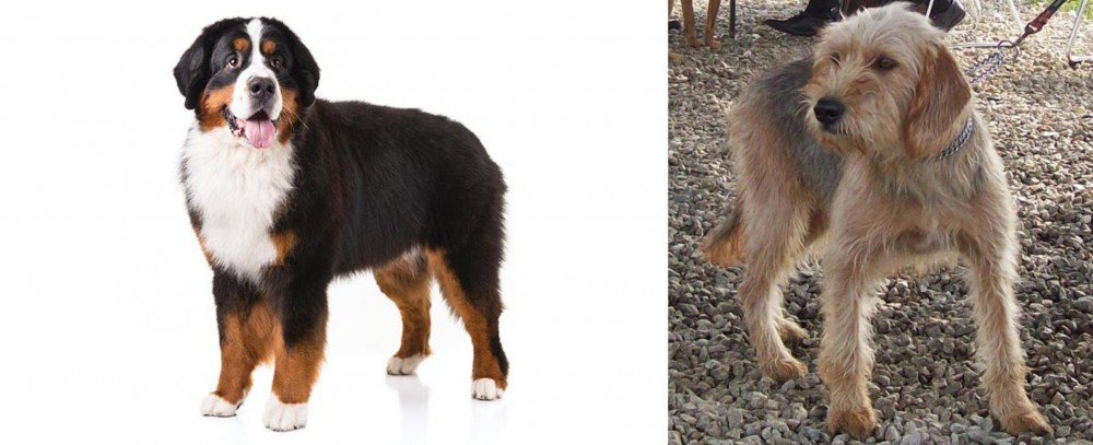 Bosnian Coarse-Haired Hound vs Bernese Mountain Dog - Breed Comparison