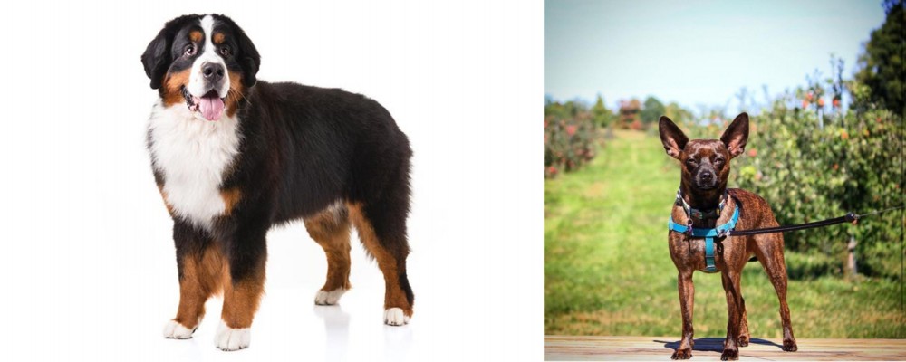 Bospin vs Bernese Mountain Dog - Breed Comparison