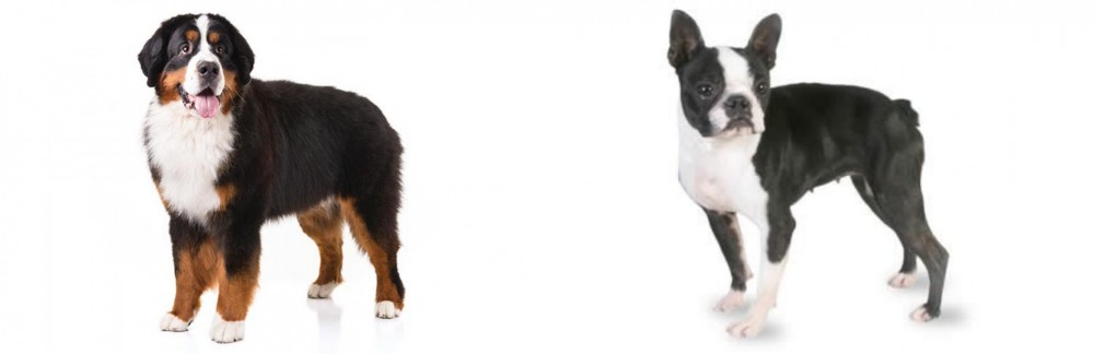Boston Terrier vs Bernese Mountain Dog - Breed Comparison