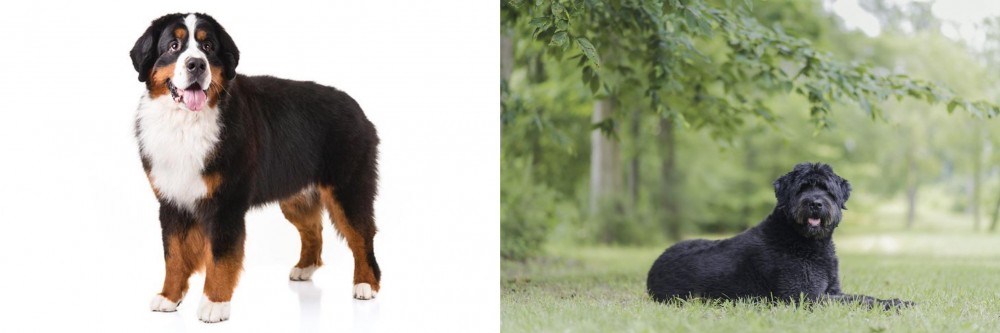 Bouvier des Flandres vs Bernese Mountain Dog - Breed Comparison