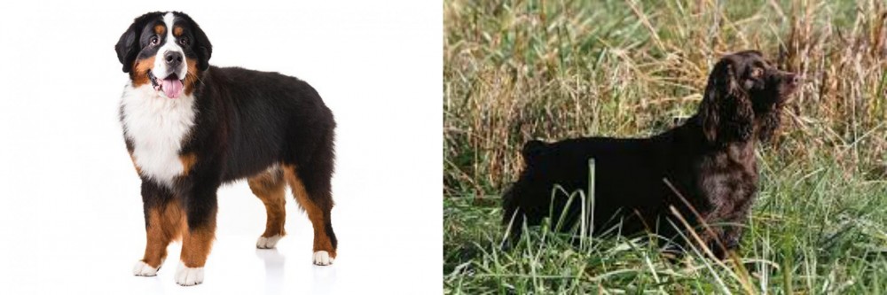 Boykin Spaniel vs Bernese Mountain Dog - Breed Comparison