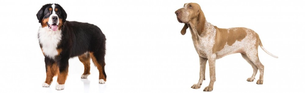 Bracco Italiano vs Bernese Mountain Dog - Breed Comparison