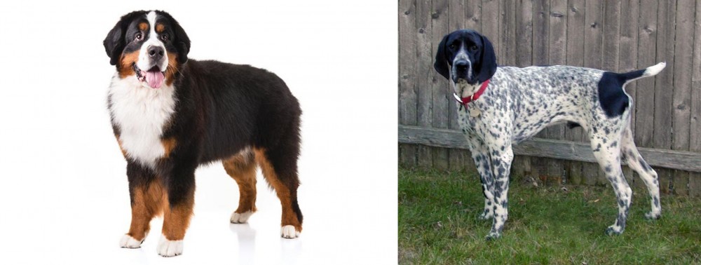Braque d'Auvergne vs Bernese Mountain Dog - Breed Comparison