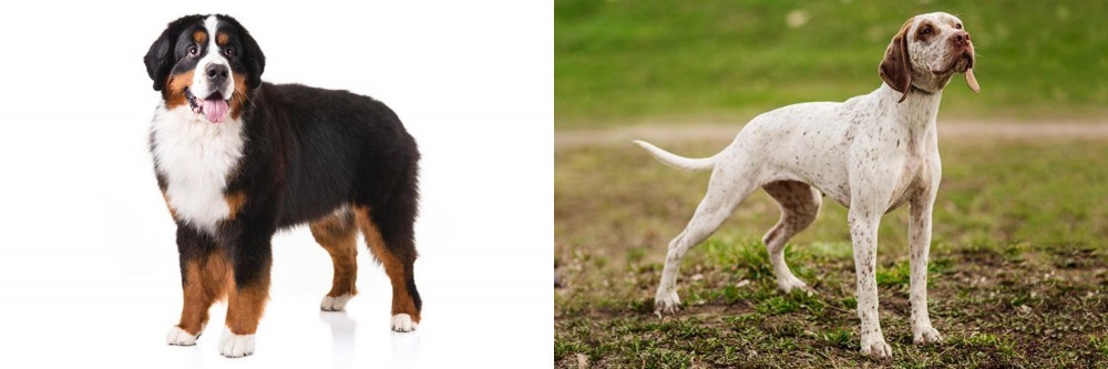 Braque du Bourbonnais vs Bernese Mountain Dog - Breed Comparison