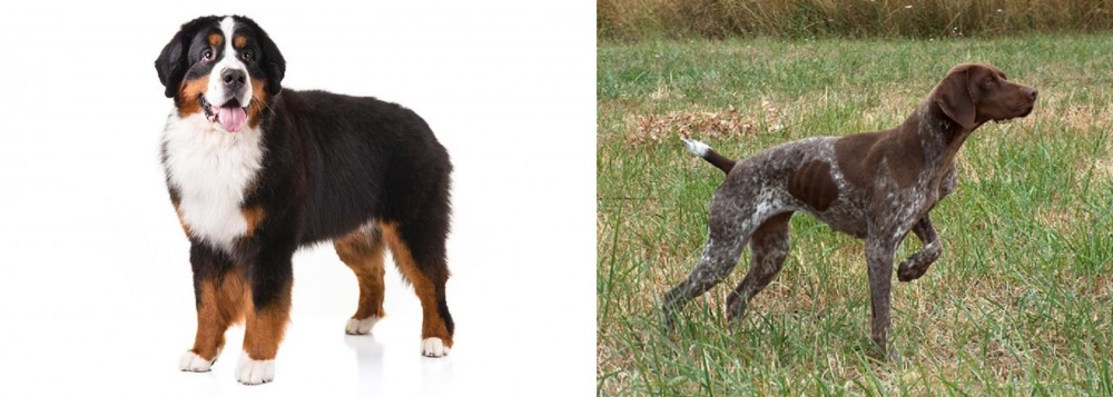 Braque Francais vs Bernese Mountain Dog - Breed Comparison