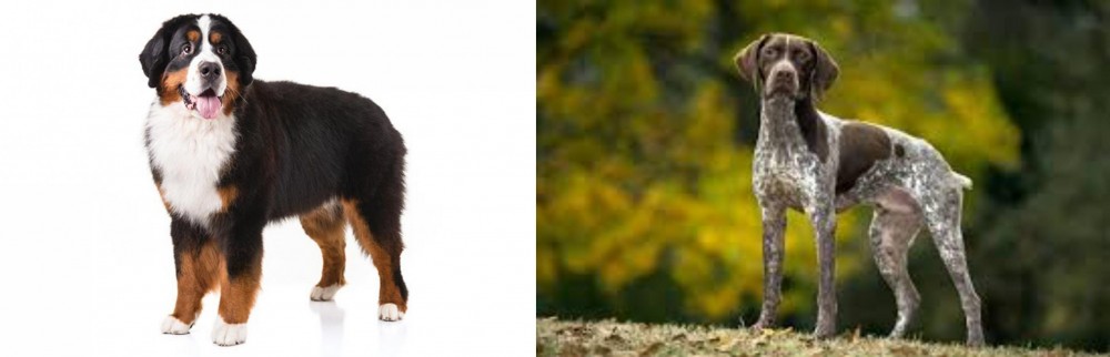 Braque Francais (Gascogne Type) vs Bernese Mountain Dog - Breed Comparison