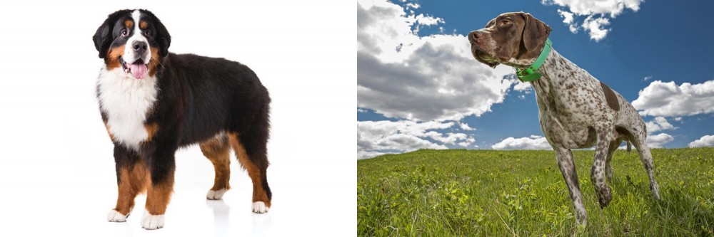 Braque Francais (Pyrenean Type) vs Bernese Mountain Dog - Breed Comparison