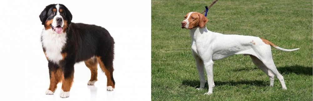 Braque Saint-Germain vs Bernese Mountain Dog - Breed Comparison