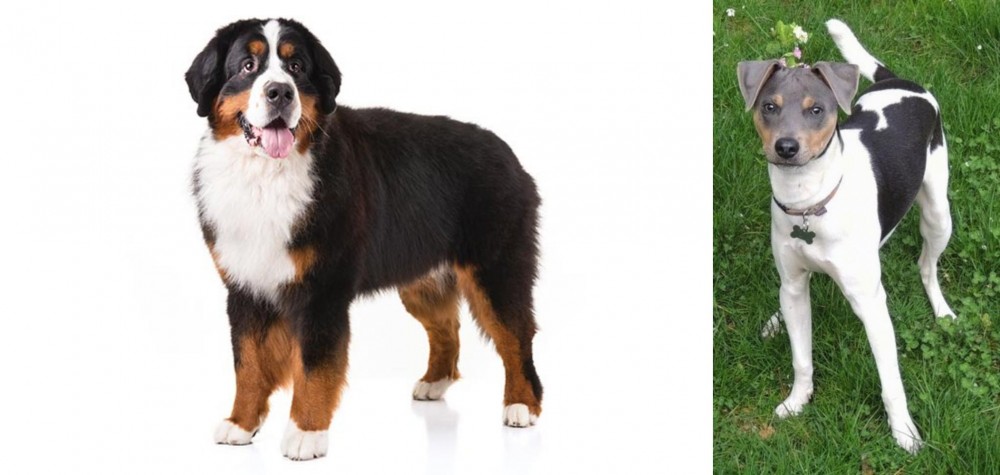 Brazilian Terrier vs Bernese Mountain Dog - Breed Comparison