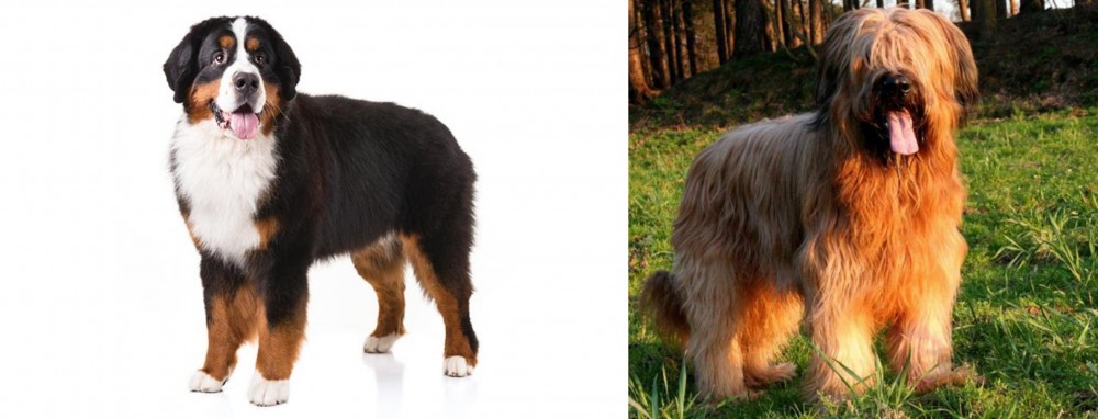 Briard vs Bernese Mountain Dog - Breed Comparison
