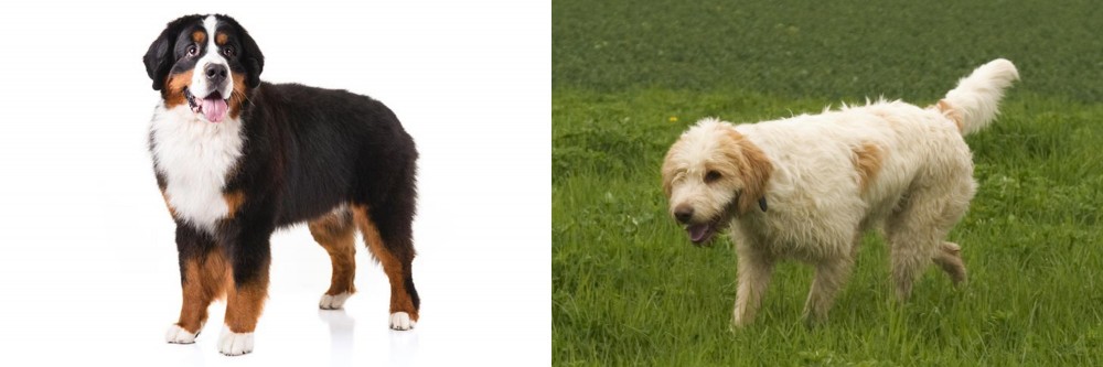 Briquet Griffon Vendeen vs Bernese Mountain Dog - Breed Comparison