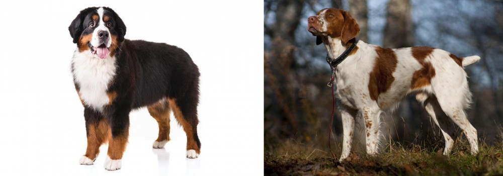 Brittany vs Bernese Mountain Dog - Breed Comparison