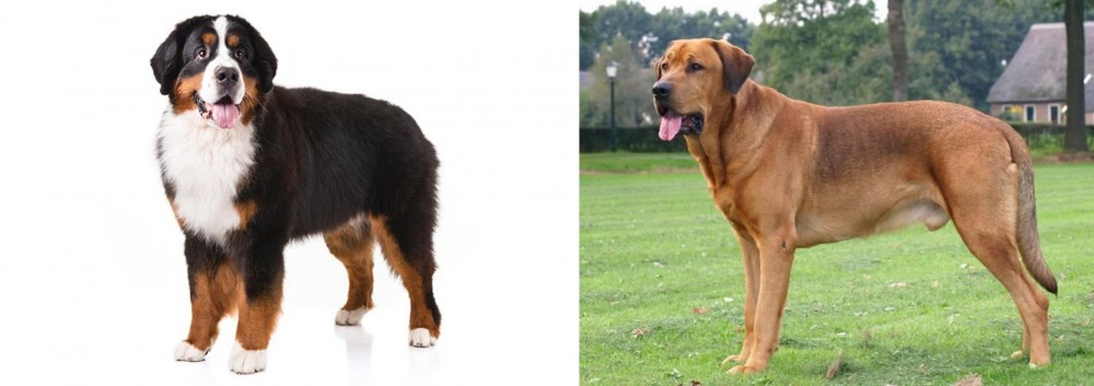 Broholmer vs Bernese Mountain Dog - Breed Comparison