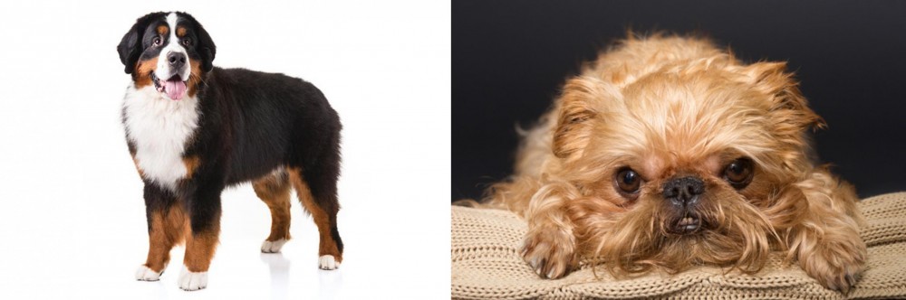 Brug vs Bernese Mountain Dog - Breed Comparison