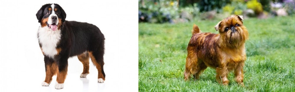 Brussels Griffon vs Bernese Mountain Dog - Breed Comparison