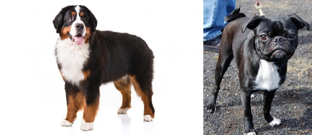Bugg vs Bernese Mountain Dog - Breed Comparison