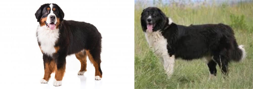 Bulgarian Shepherd vs Bernese Mountain Dog - Breed Comparison