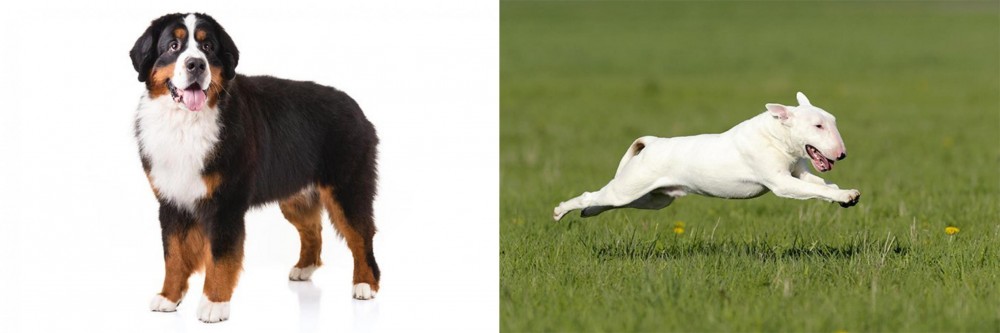 Bull Terrier vs Bernese Mountain Dog - Breed Comparison
