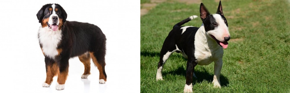 Bull Terrier Miniature vs Bernese Mountain Dog - Breed Comparison