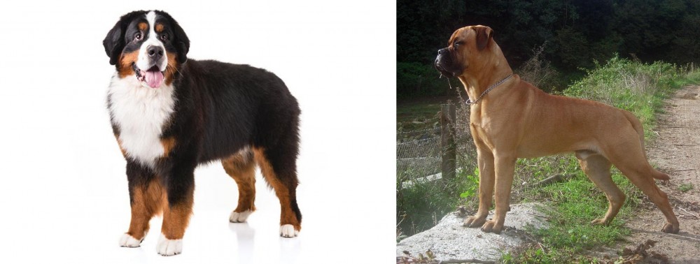 Bullmastiff vs Bernese Mountain Dog - Breed Comparison