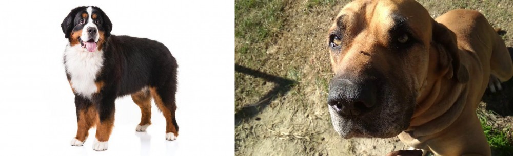 Cabecudo Boiadeiro vs Bernese Mountain Dog - Breed Comparison
