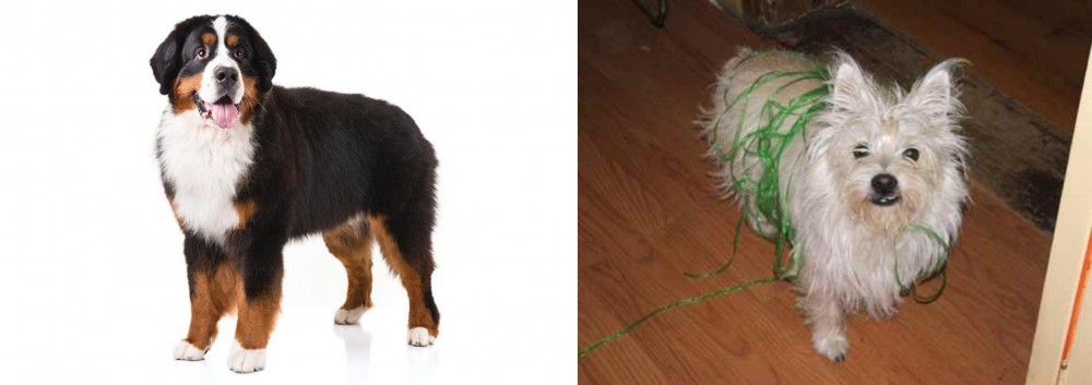 Cairland Terrier vs Bernese Mountain Dog - Breed Comparison
