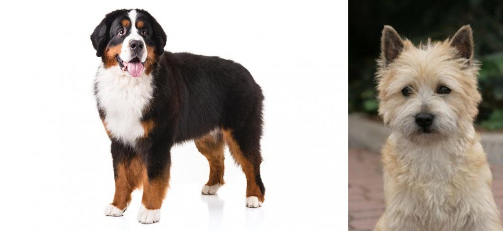 Cairn Terrier vs Bernese Mountain Dog - Breed Comparison
