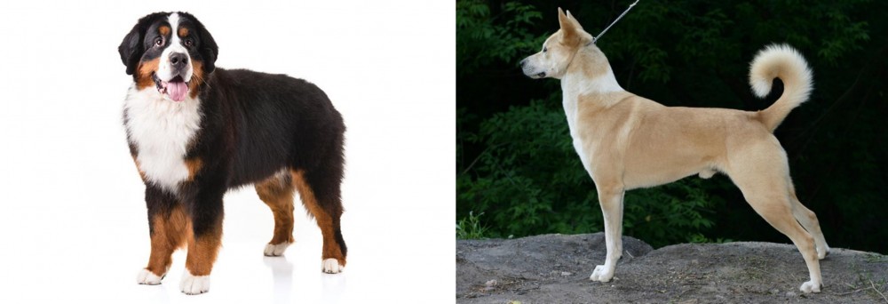 Canaan Dog vs Bernese Mountain Dog - Breed Comparison