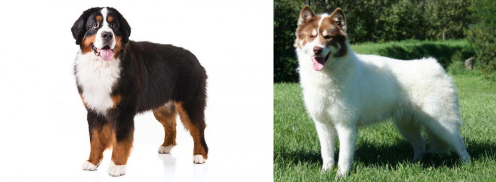 Canadian Eskimo Dog vs Bernese Mountain Dog - Breed Comparison