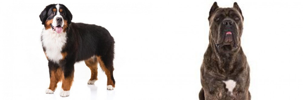 Cane Corso vs Bernese Mountain Dog - Breed Comparison