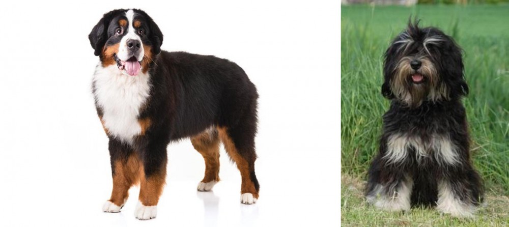 Cao da Serra de Aires vs Bernese Mountain Dog - Breed Comparison