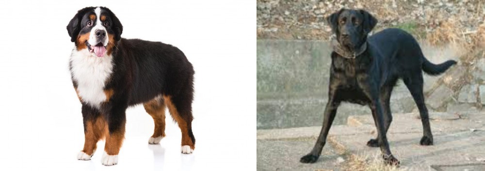 Cao de Castro Laboreiro vs Bernese Mountain Dog - Breed Comparison