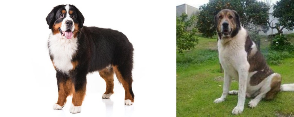 Cao de Gado Transmontano vs Bernese Mountain Dog - Breed Comparison