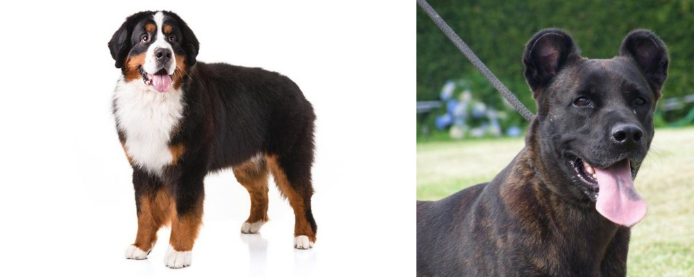 Cao Fila de Sao Miguel vs Bernese Mountain Dog - Breed Comparison