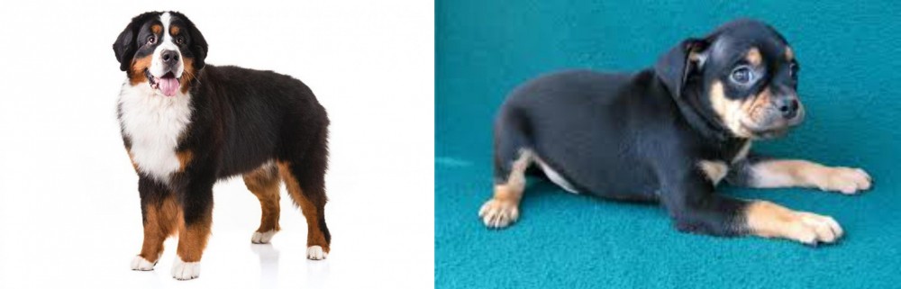 Carlin Pinscher vs Bernese Mountain Dog - Breed Comparison