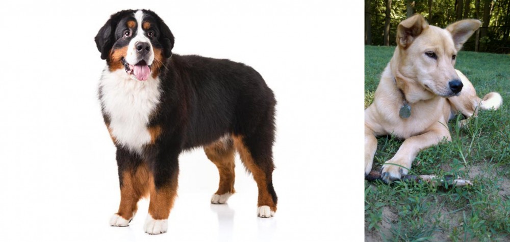 Carolina Dog vs Bernese Mountain Dog - Breed Comparison