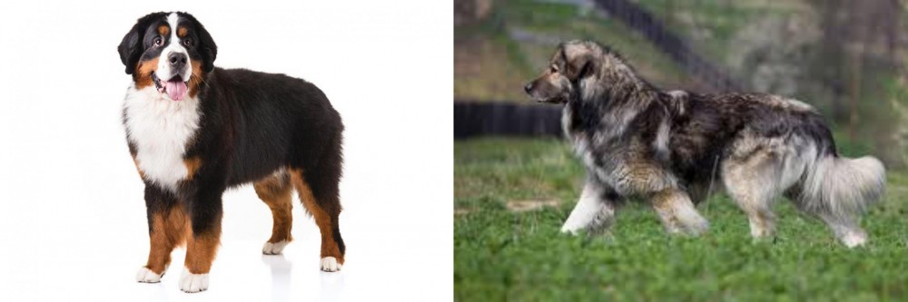 Carpatin vs Bernese Mountain Dog - Breed Comparison