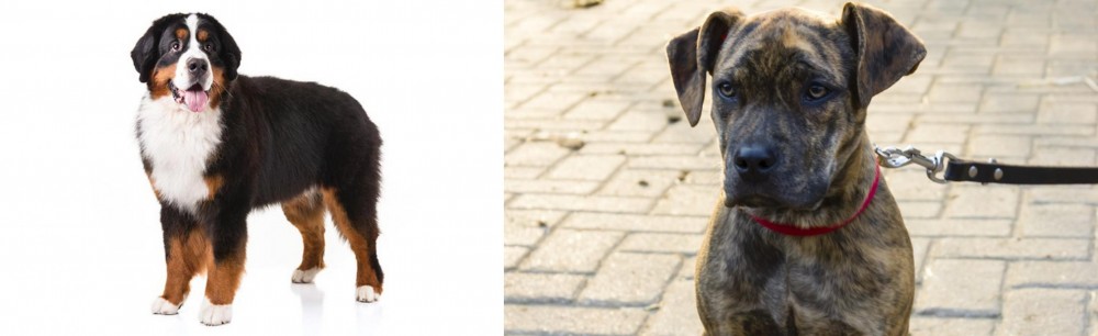 Catahoula Bulldog vs Bernese Mountain Dog - Breed Comparison