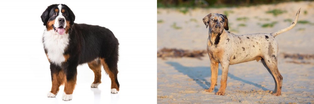 Catahoula Cur vs Bernese Mountain Dog - Breed Comparison