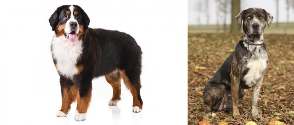Catahoula Leopard vs Bernese Mountain Dog - Breed Comparison