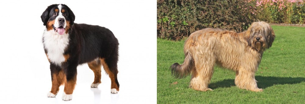 Catalan Sheepdog vs Bernese Mountain Dog - Breed Comparison