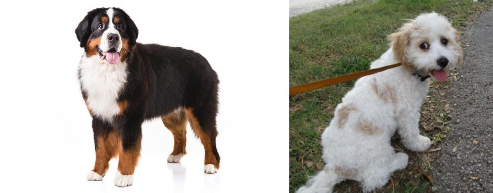 Cavachon vs Bernese Mountain Dog - Breed Comparison